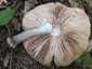 Barna csengettyűgomba (Pluteus cervinus), Budai-hegység